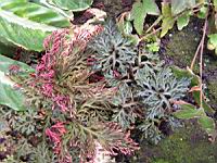 Selaginella erythropus (fam. Selaginellacees) (Du Costa Rica a la Bolivie) (2) (Photo F. Mrugala)